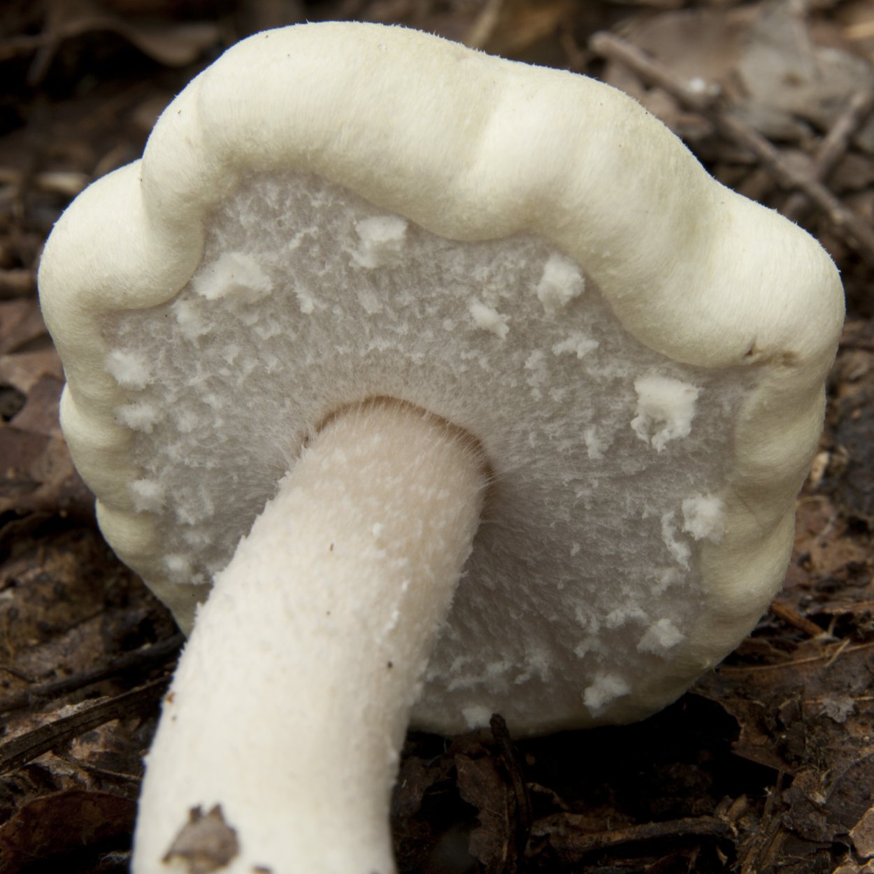Шампиньон Кривой (Agaricus abruptibulbus)