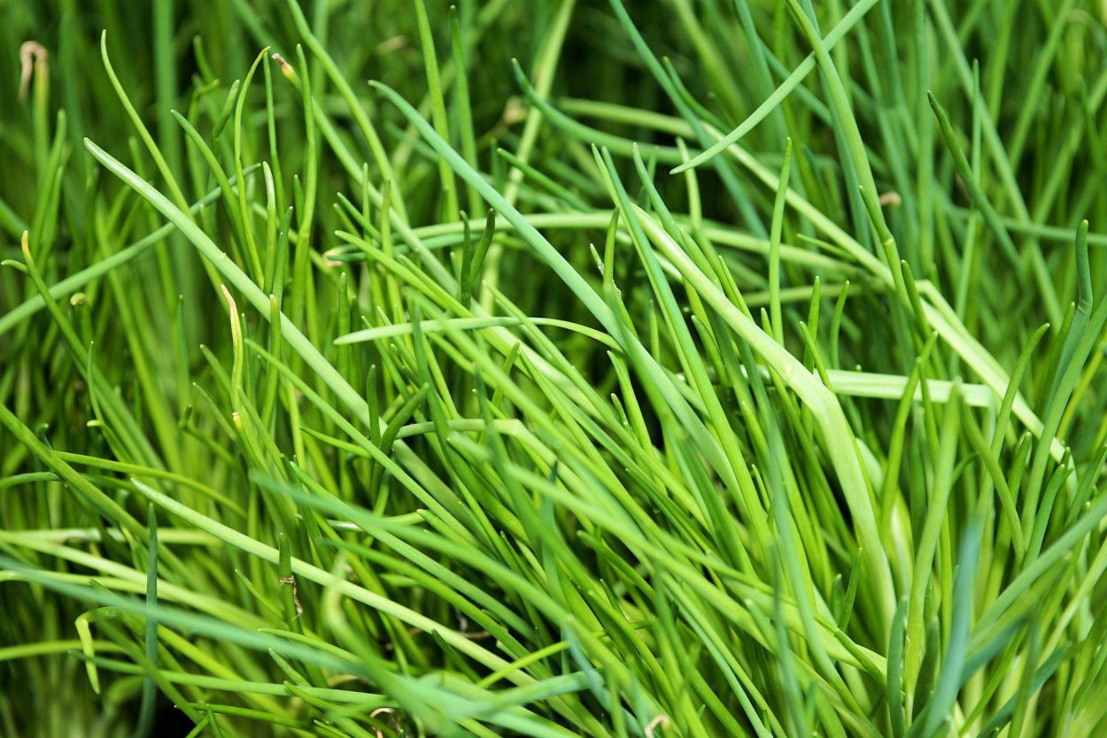 Chives травка