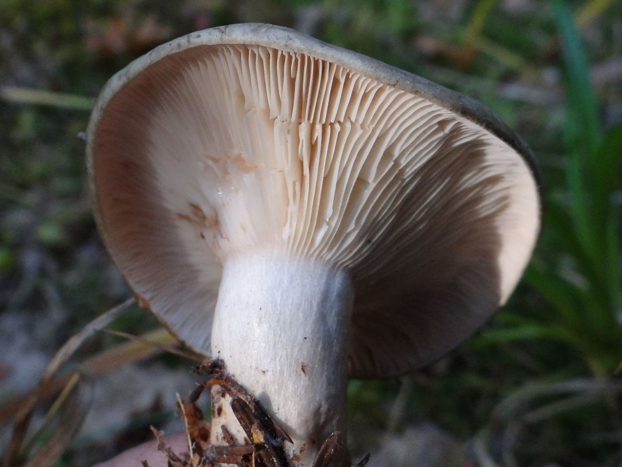 Гладыш млечник обыкновенный Lactarius trivialis