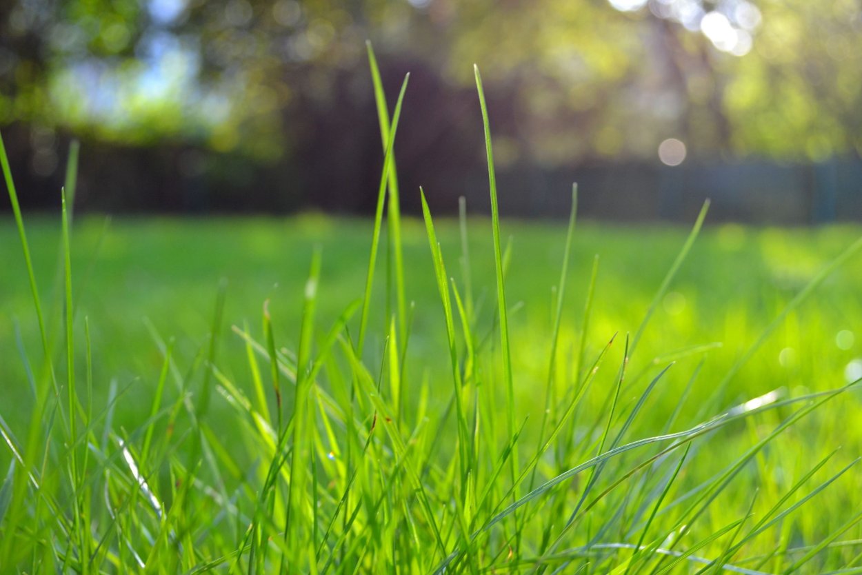 Strim grass трава