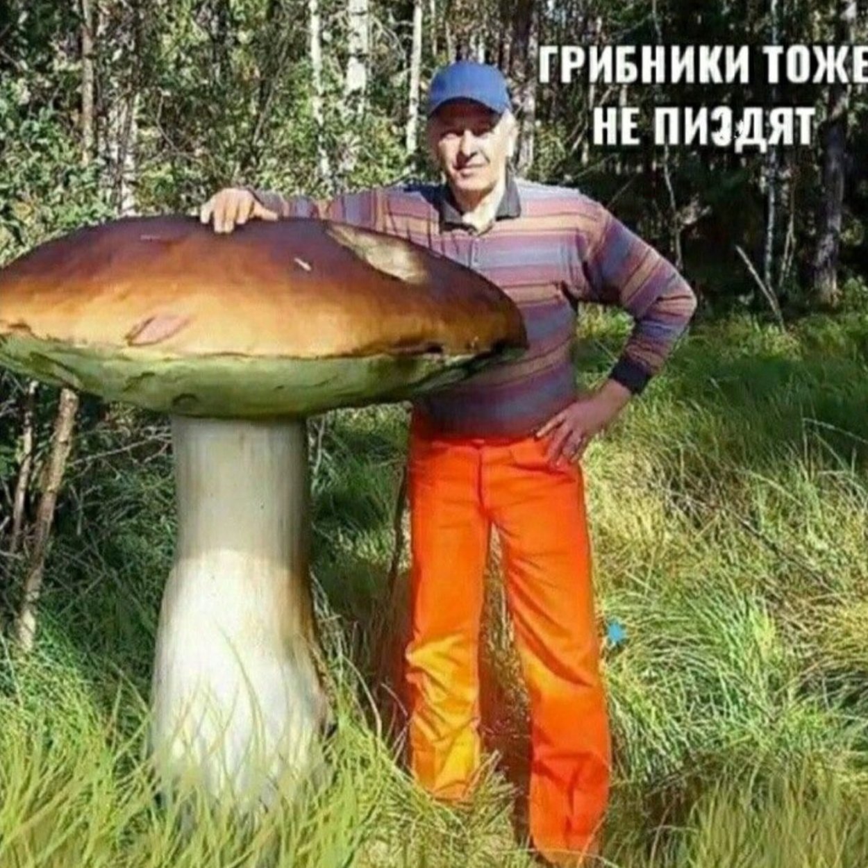 Гигантские грибы