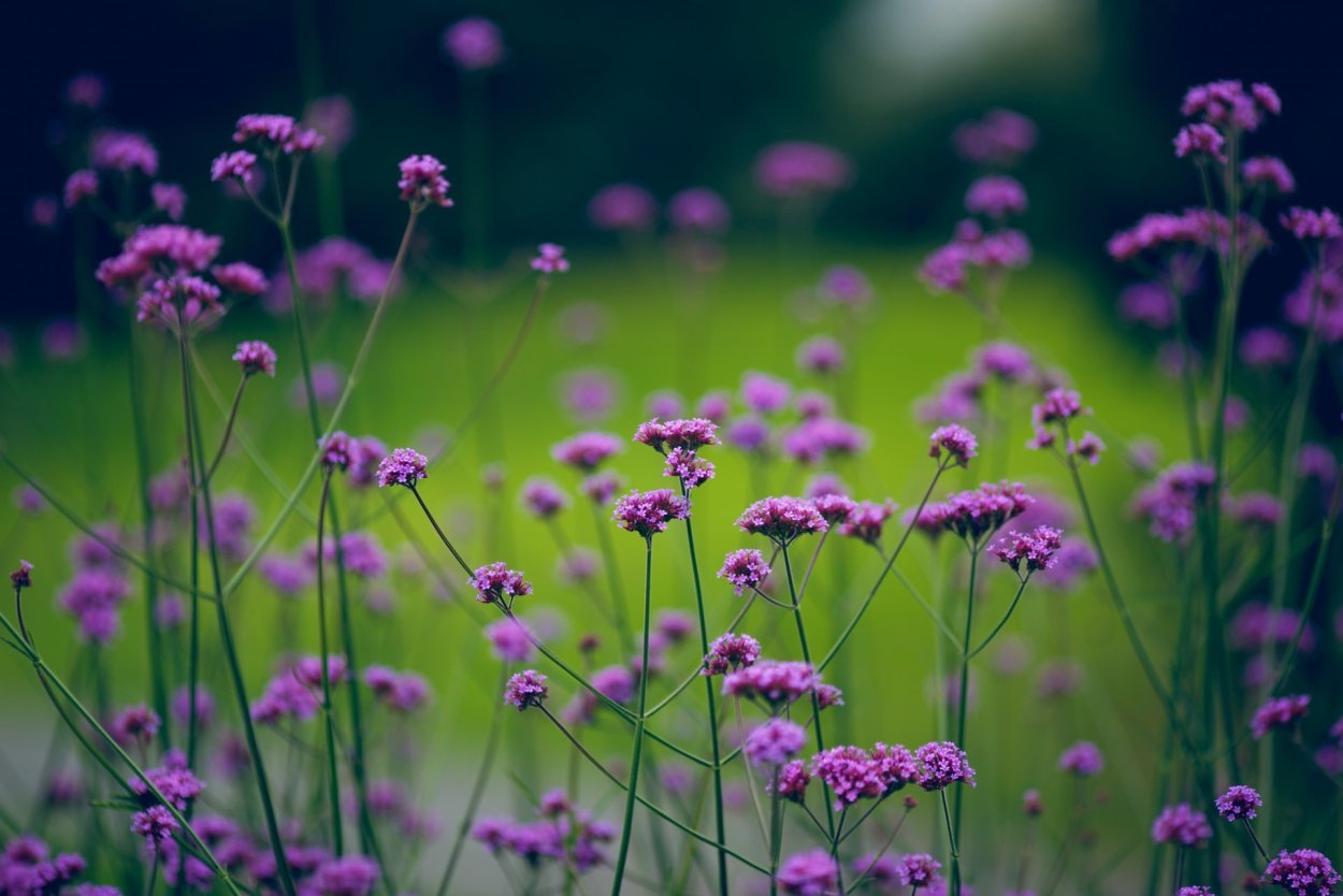 Июль природа