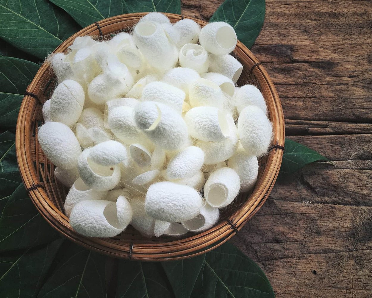 White Silk Cocoon