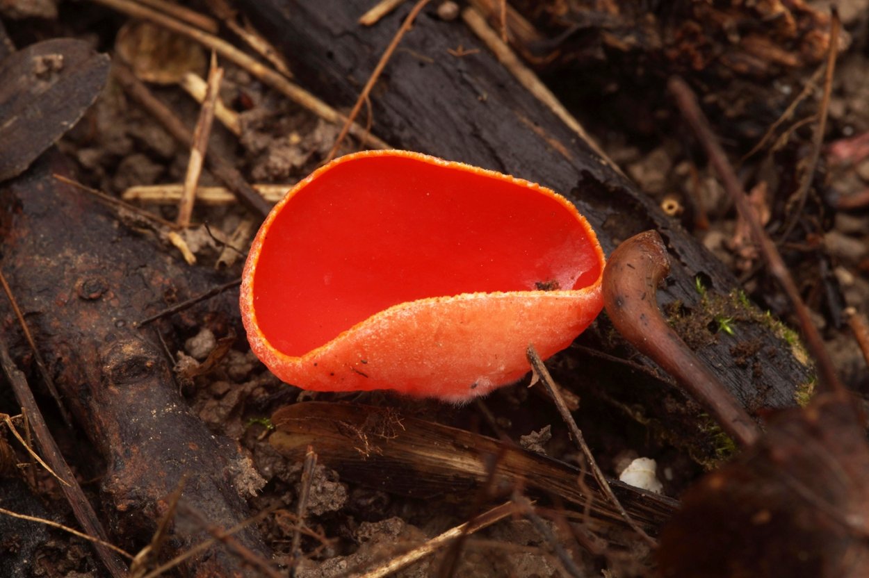 Мицена пурпурная (Mycena Adonis).