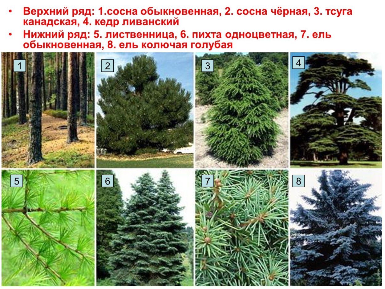 Голосеменные:ель сосна, лиственница