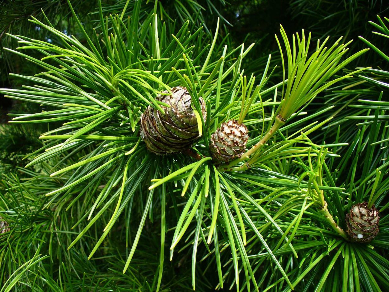 Сциадопитис мутовчатый (Sciadopitys verticillata)