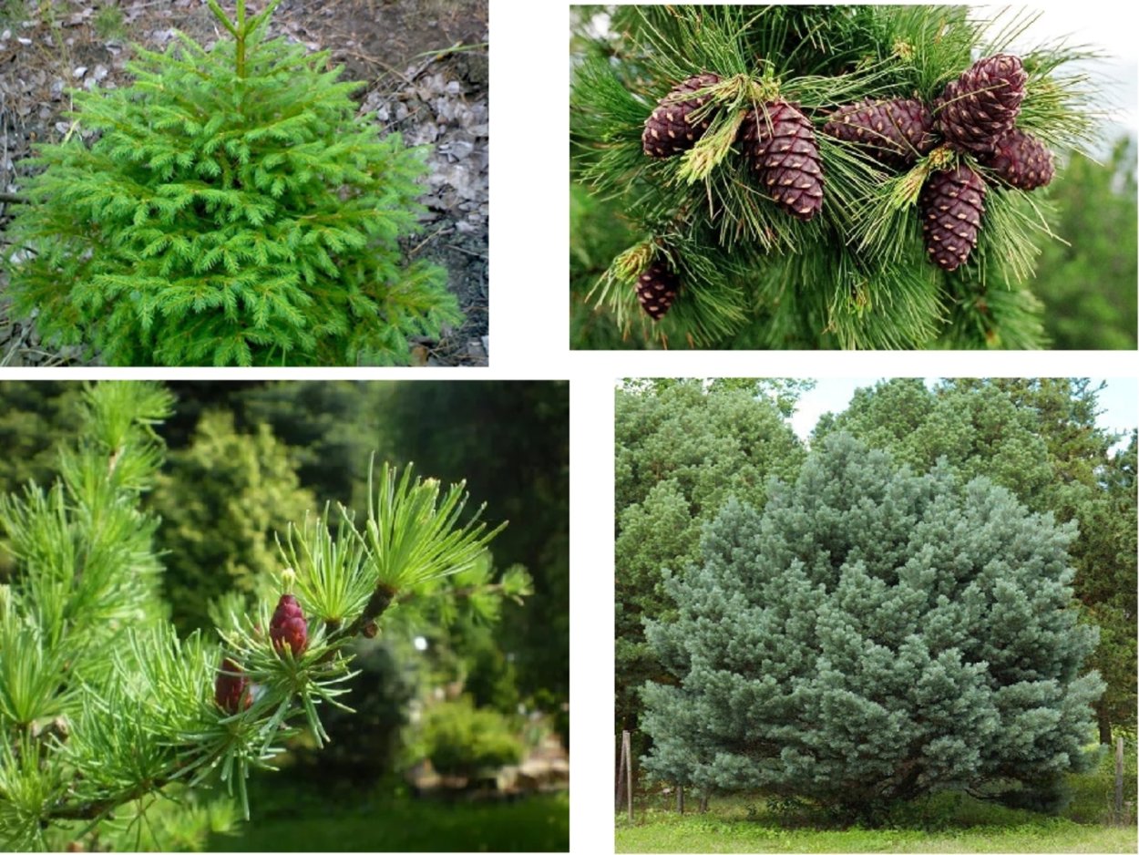 Сосна итальянская Pinus pinea шишка