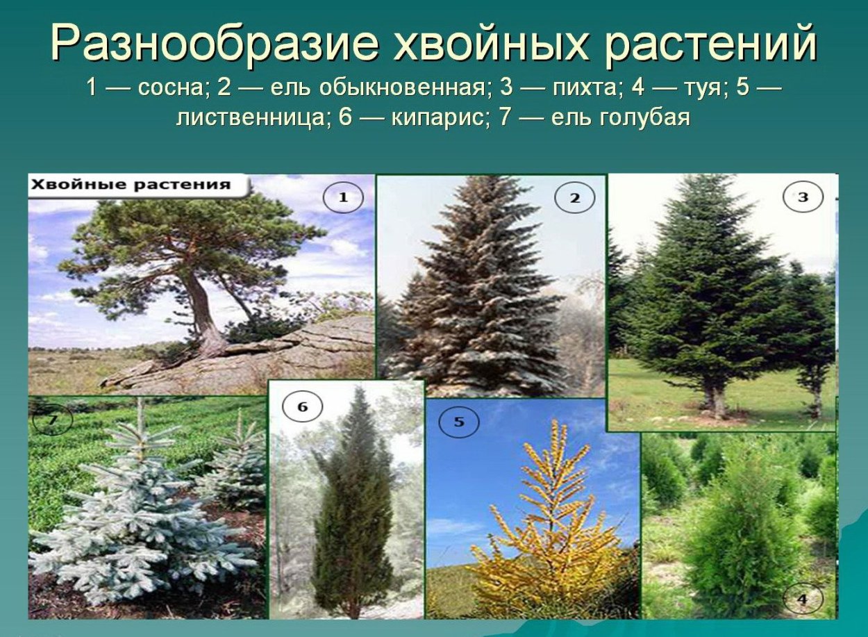 Pínus Ботаническая иллюстрация