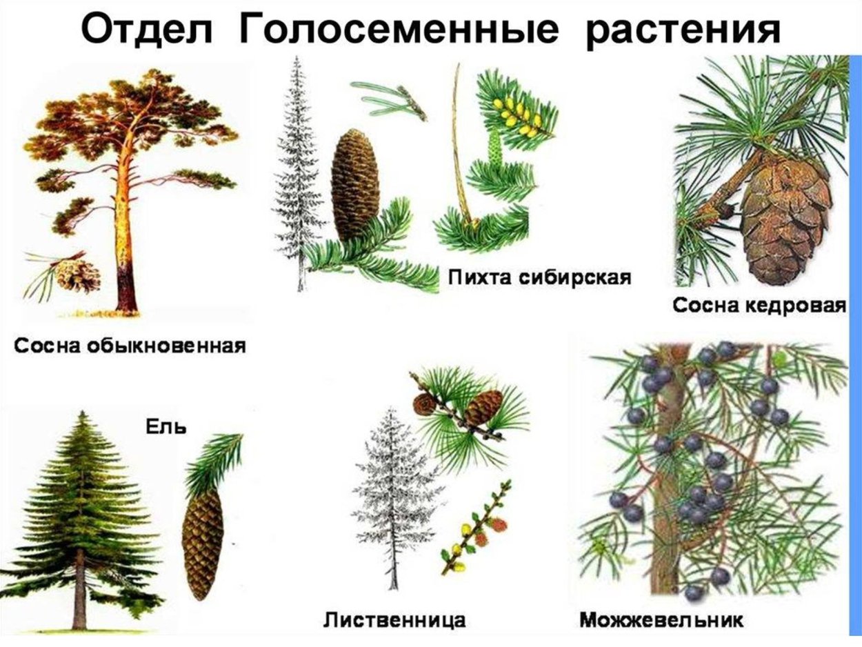 Пихта листья хвоинки
