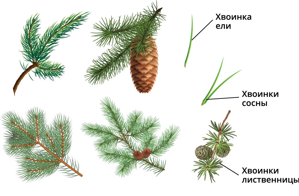 Голосеменные ель
