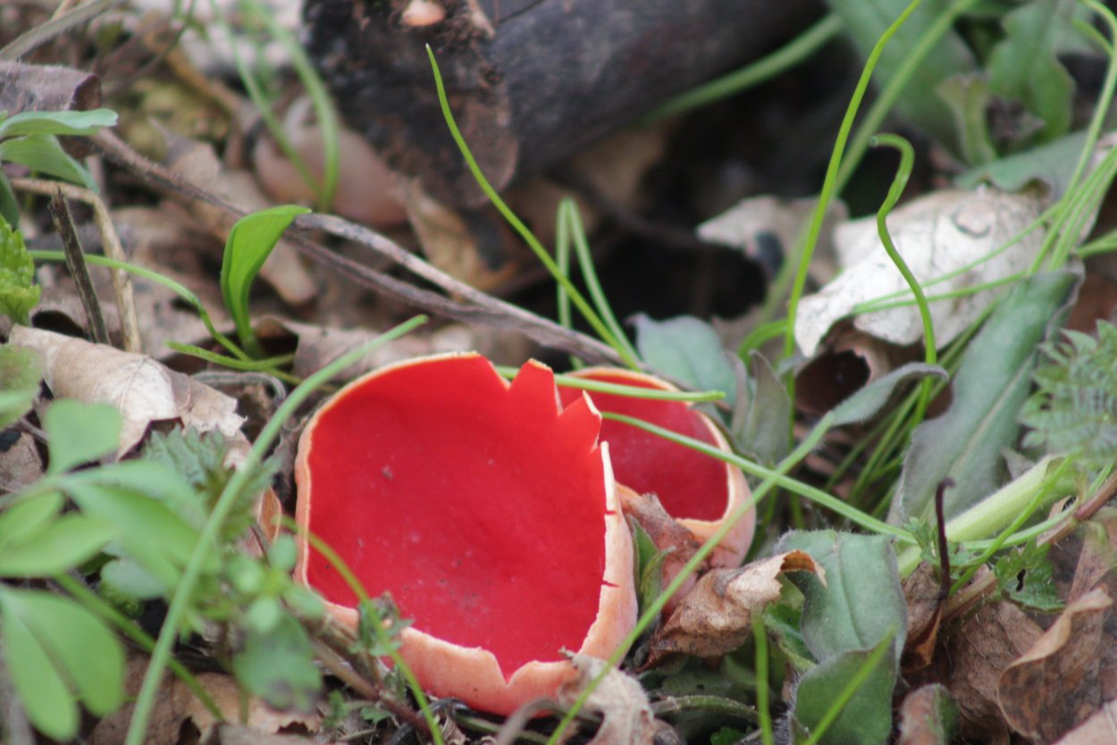 Саркосцифа Западная (Sarcoscypha occidentalis