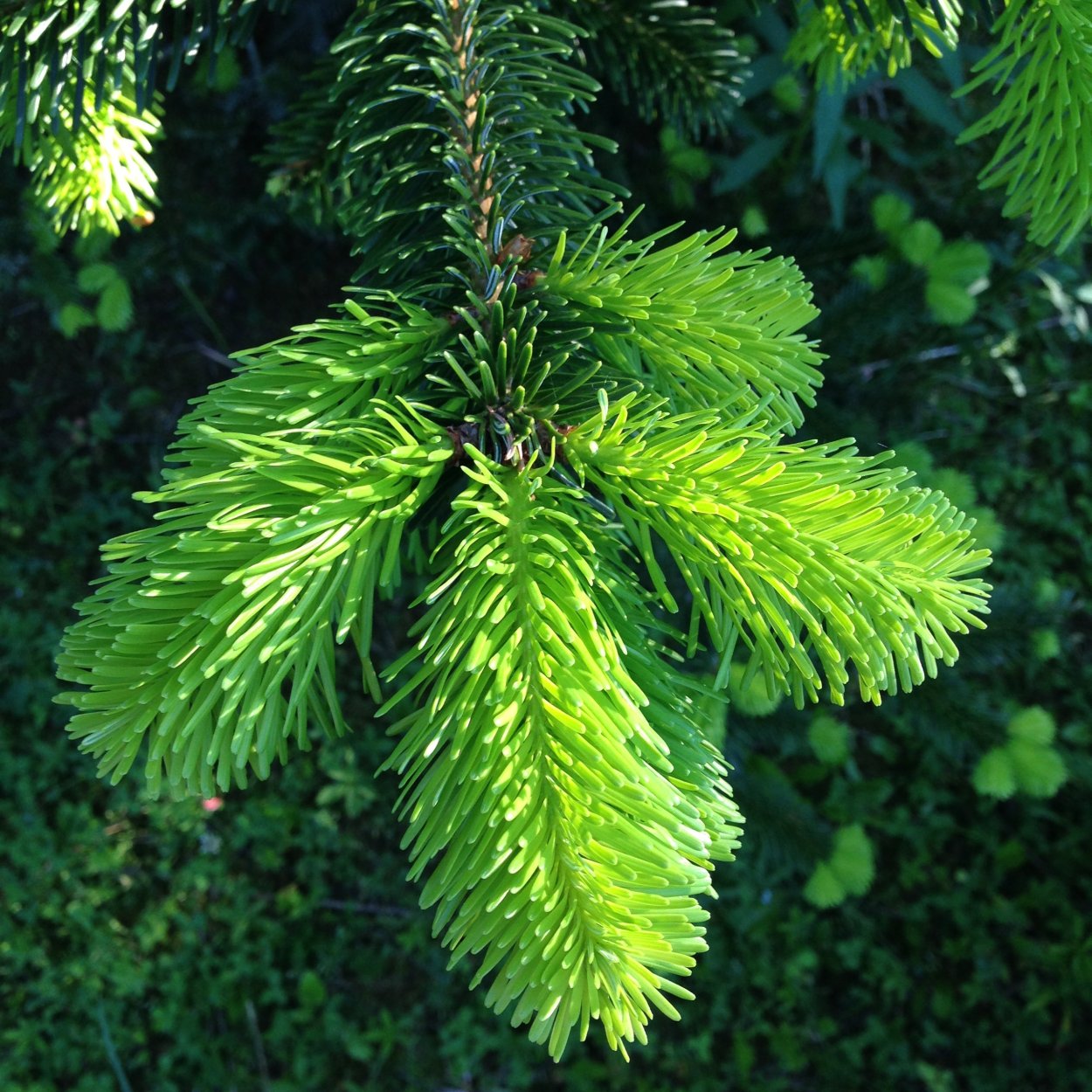 Сосны Pinus lambertiana