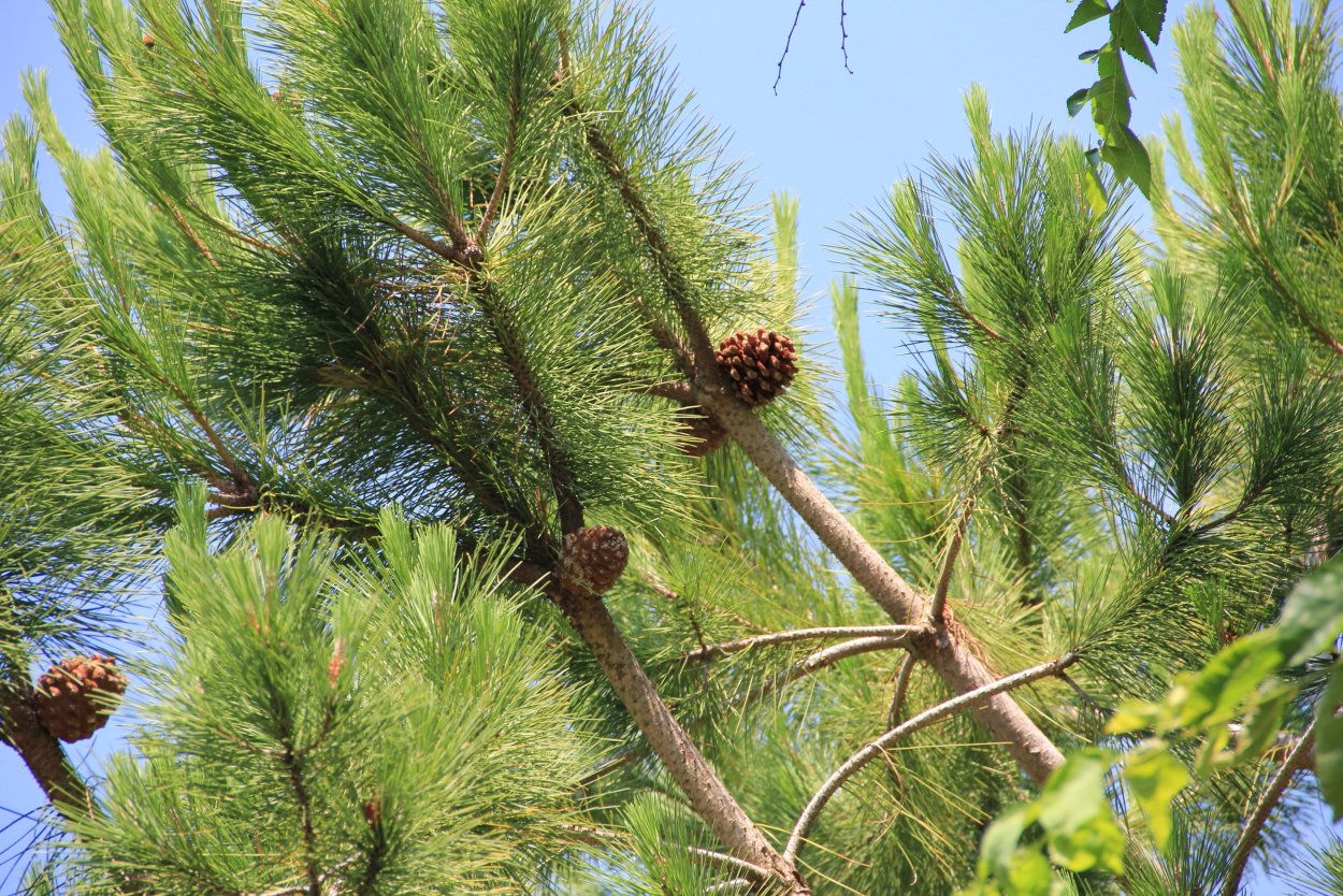Pinus Taeda