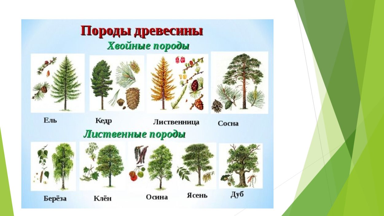 Хвоя дерево