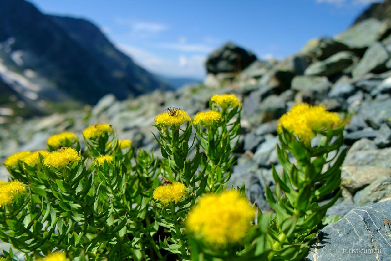 Золотой корень Rhodiola rosea
