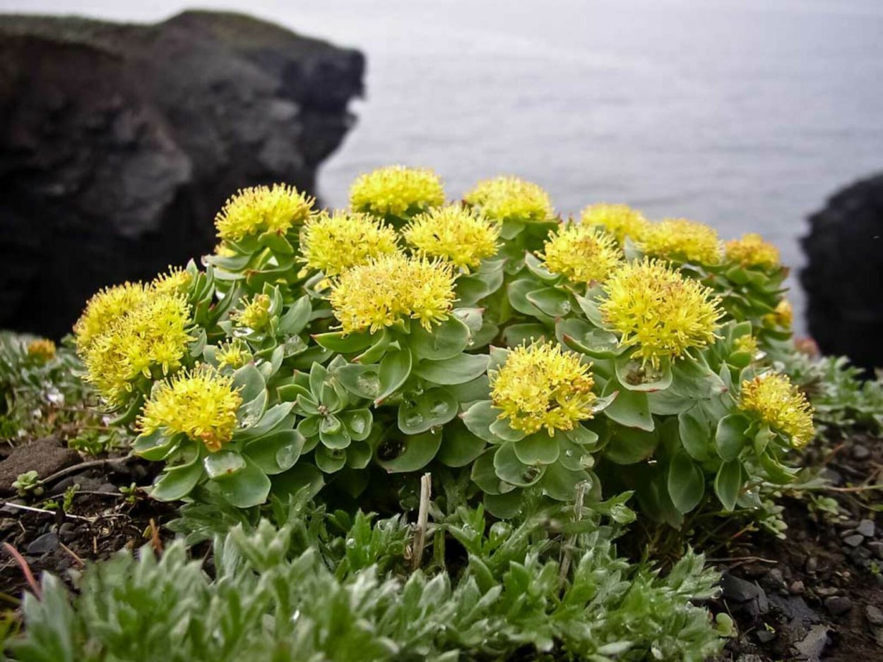 Goniolimon dschungaricum