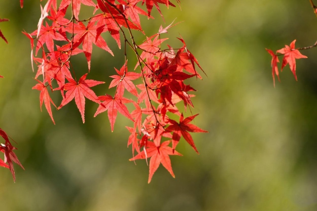 Клен Acer palmatum Atropurpureum