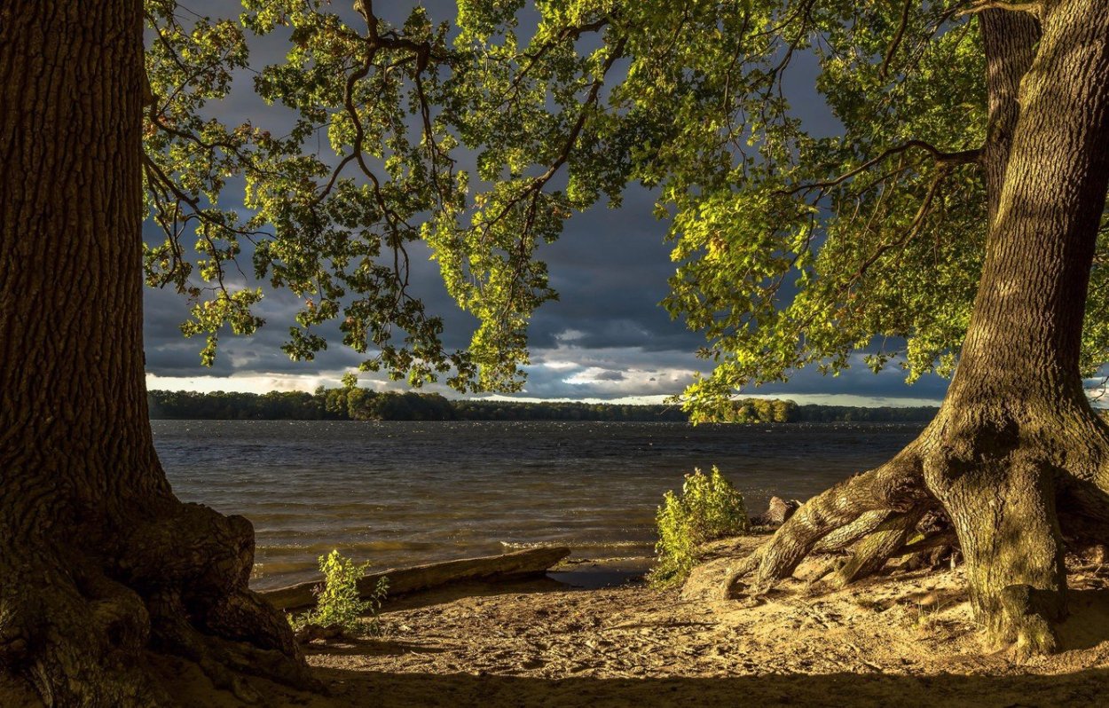 Вяз карагач