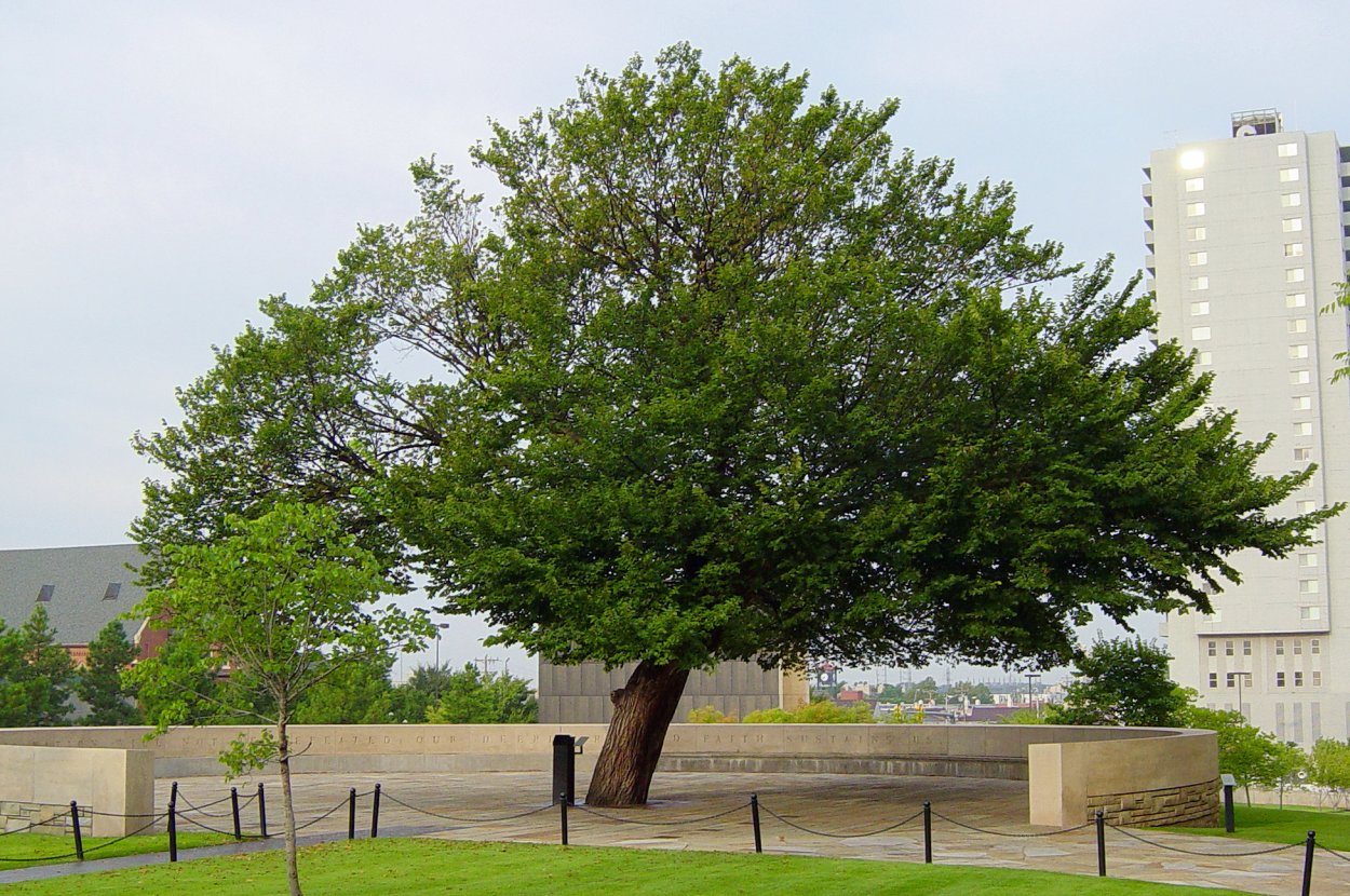 Вяз перистоветвистый