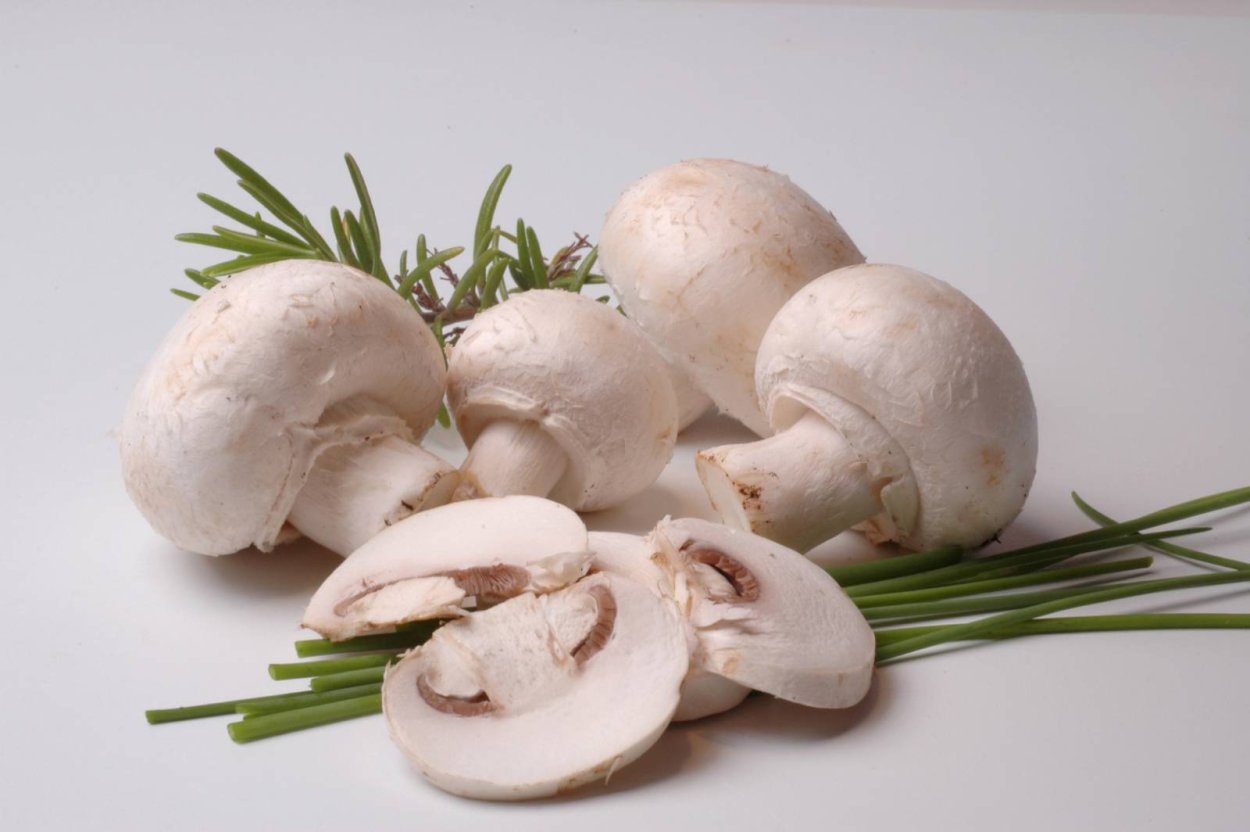 Champignons шампиньоны 3100