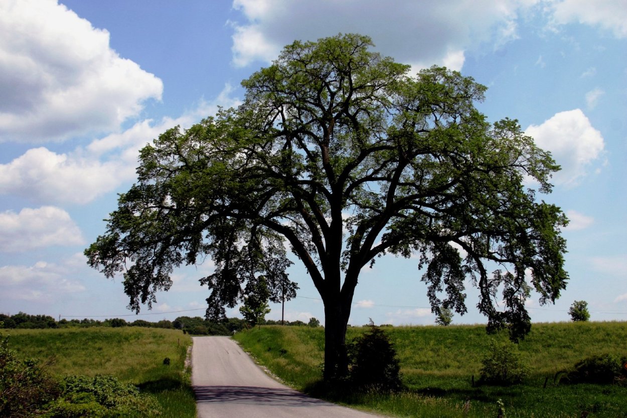 Вяз дерево карагач