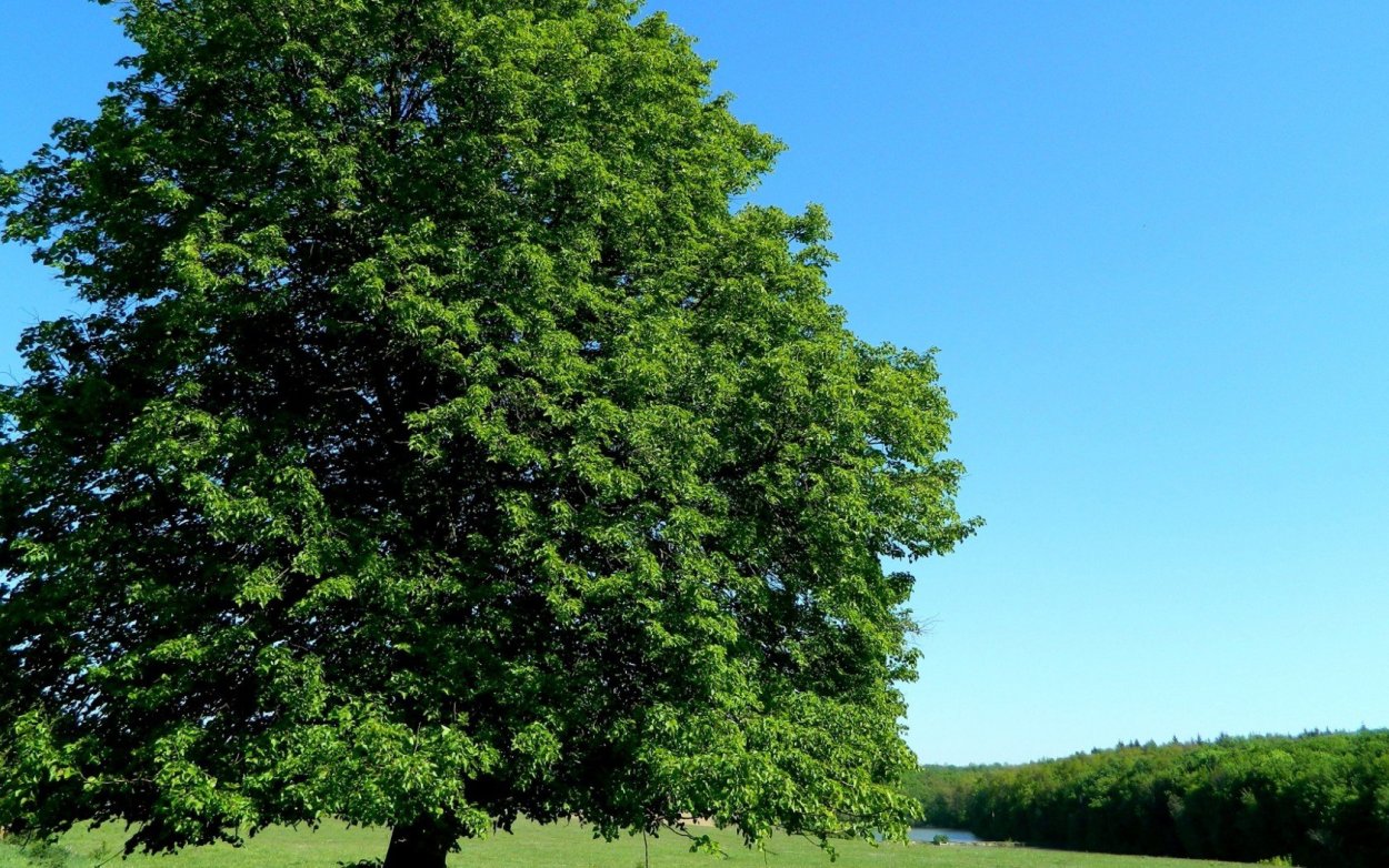 Вяз гладкий (Ulmus laevis)