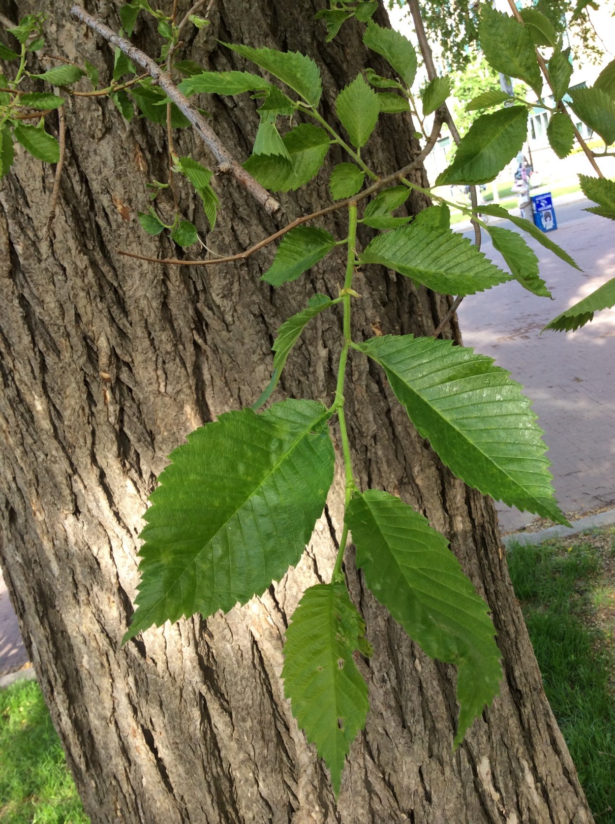 Вяз граболистный Берест