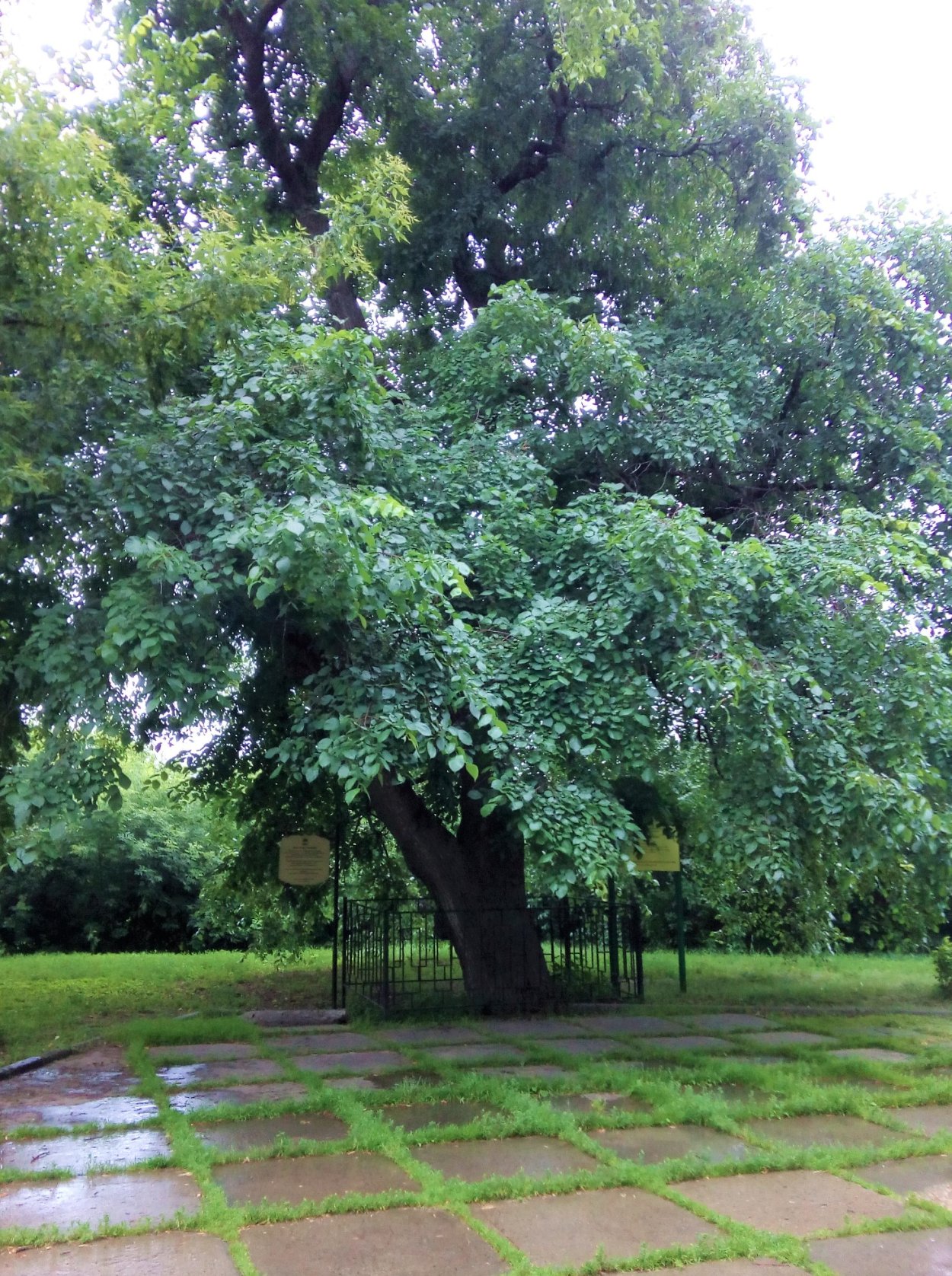 Вяз мелколистный зимой