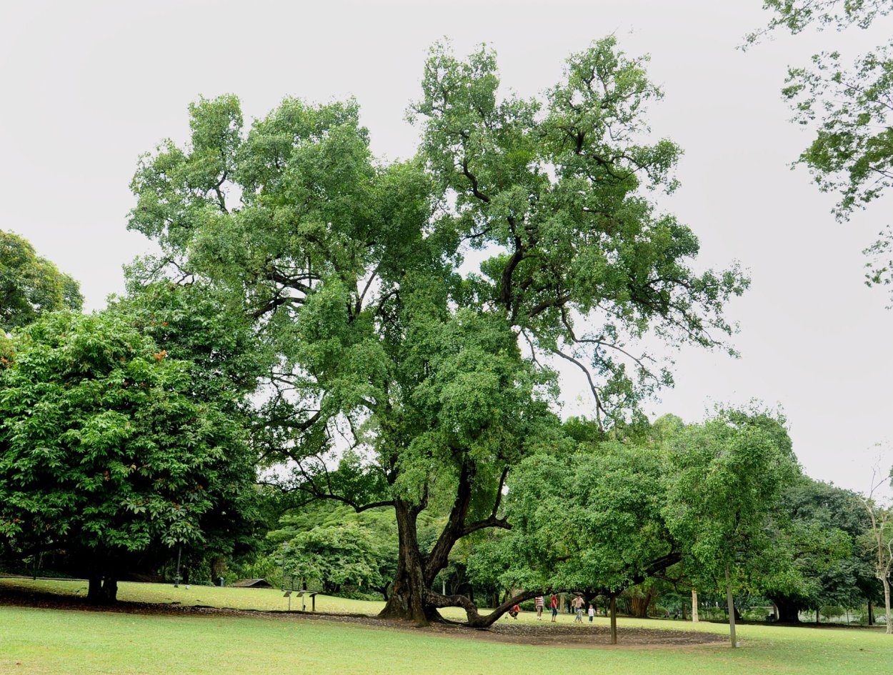 Вяз малый (Ulmus Minor)