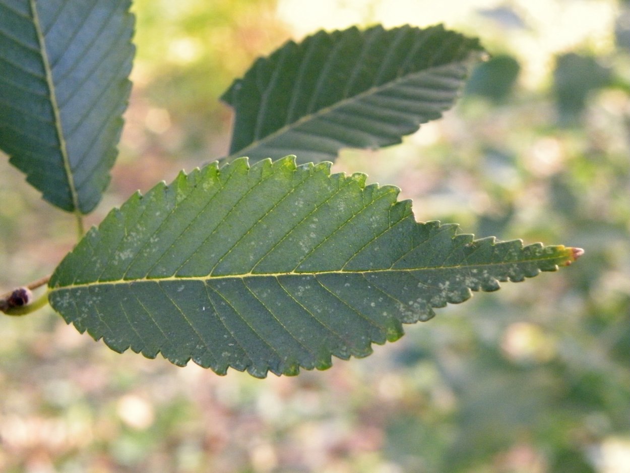 Вяз дерево карагач