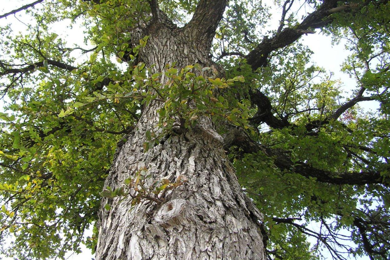 Пейзаж фото простой деревья