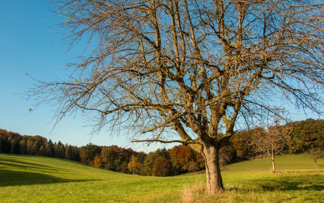 Вяз приземистый Ulmus pumila