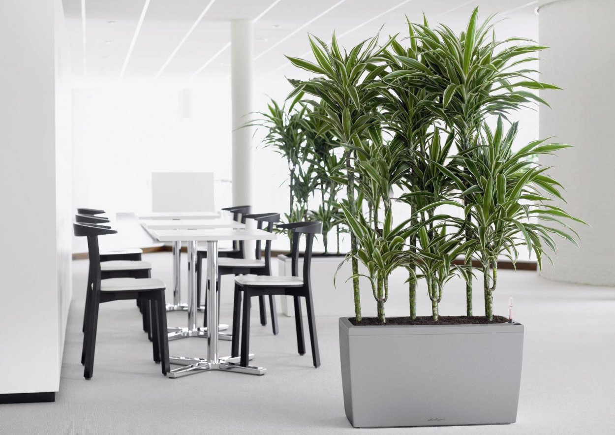 Драцена + Lechuza