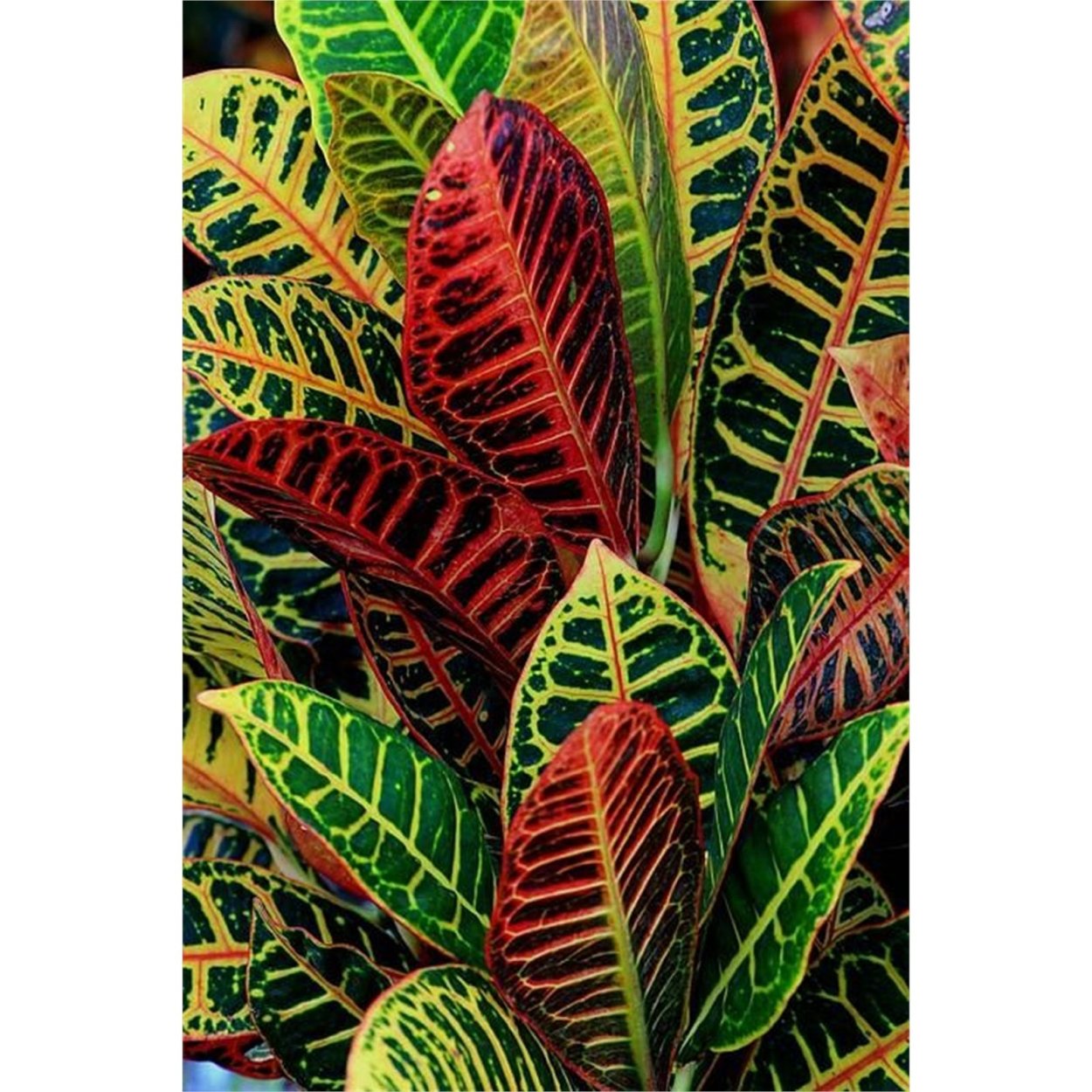 Кротон Эквадор