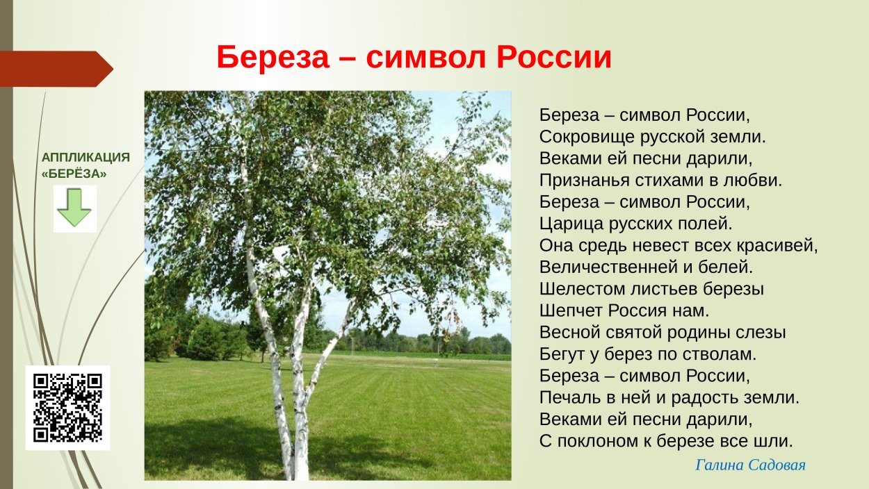 Березка символ России