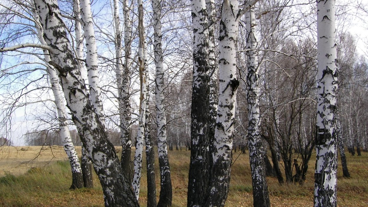 Березовый лес весной