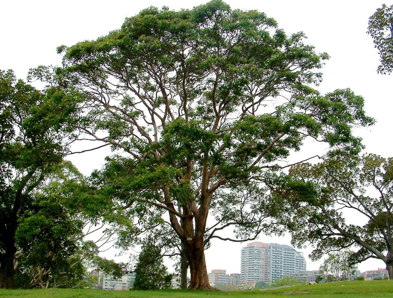 Lophostemon confertus