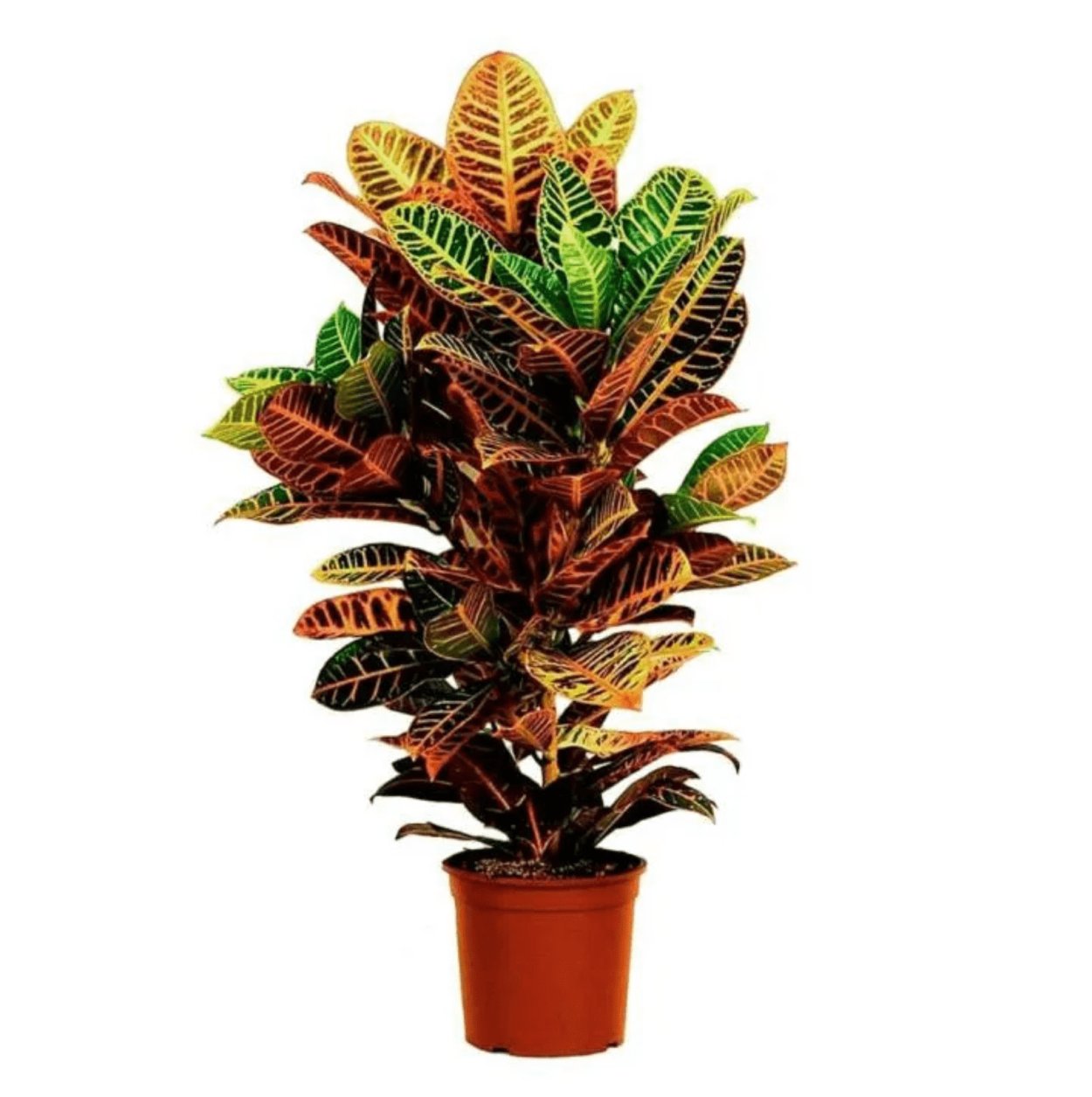 Кодиеум Кротон пестрый