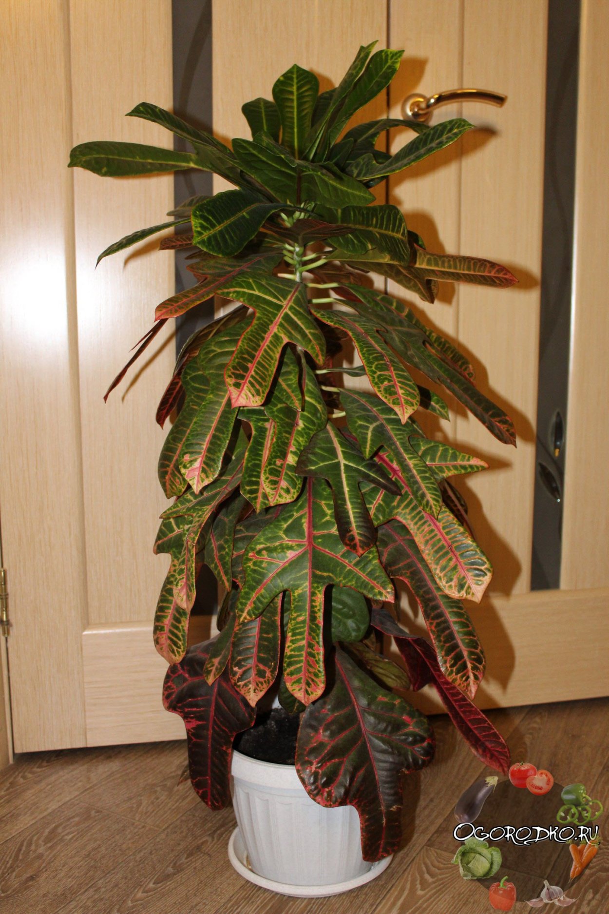 Кодиеум Кратон размножение