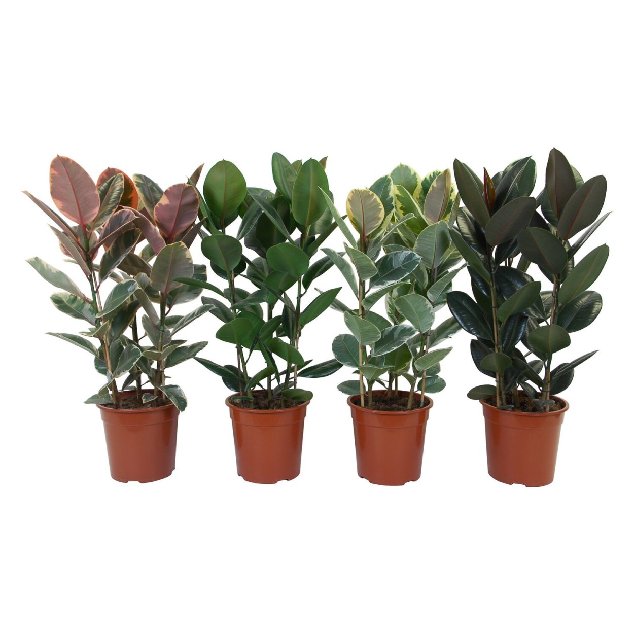 Фикус эластика микс