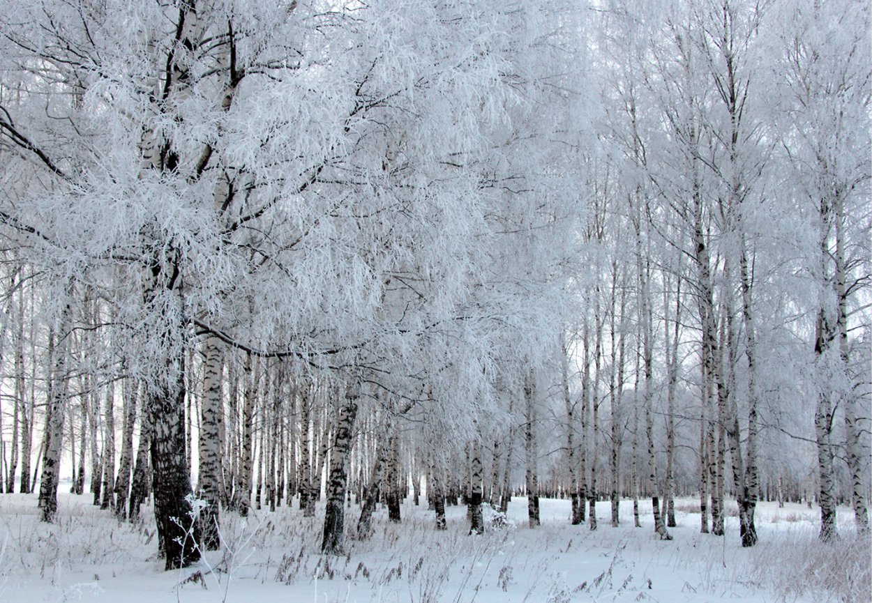 Октябрь лес березы