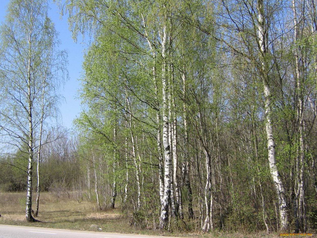 Первый снег