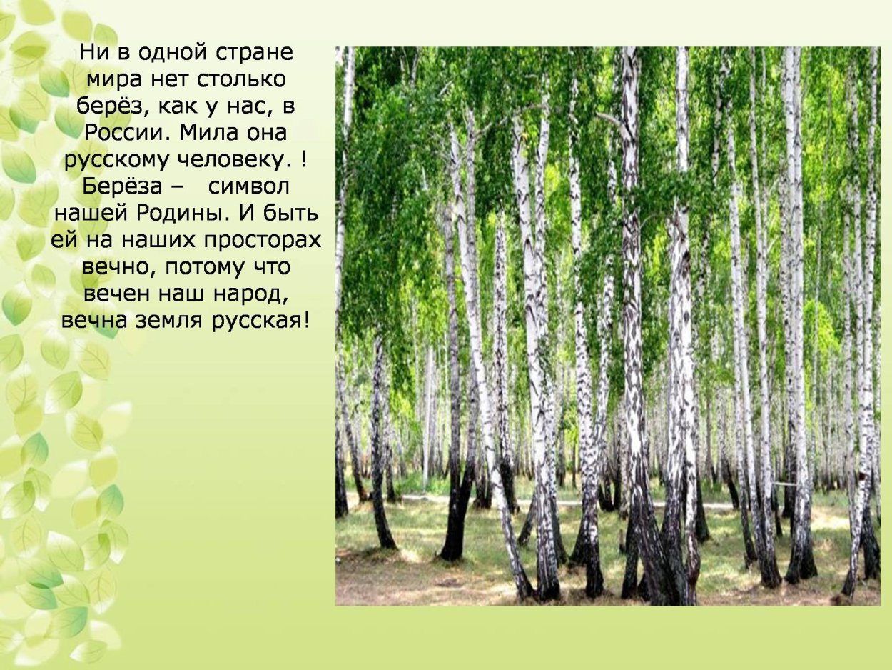 Ивы и березы Фет
