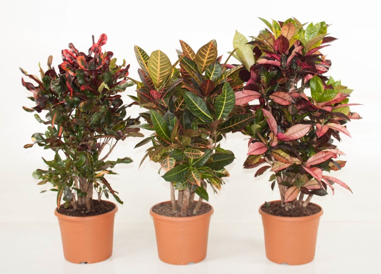 Кодиеум микс d17