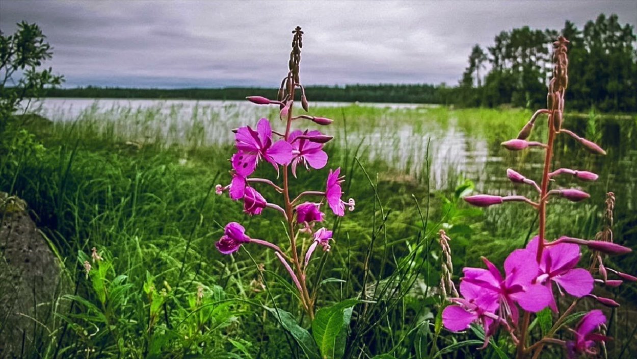 Лекарственная трава иванов цвет