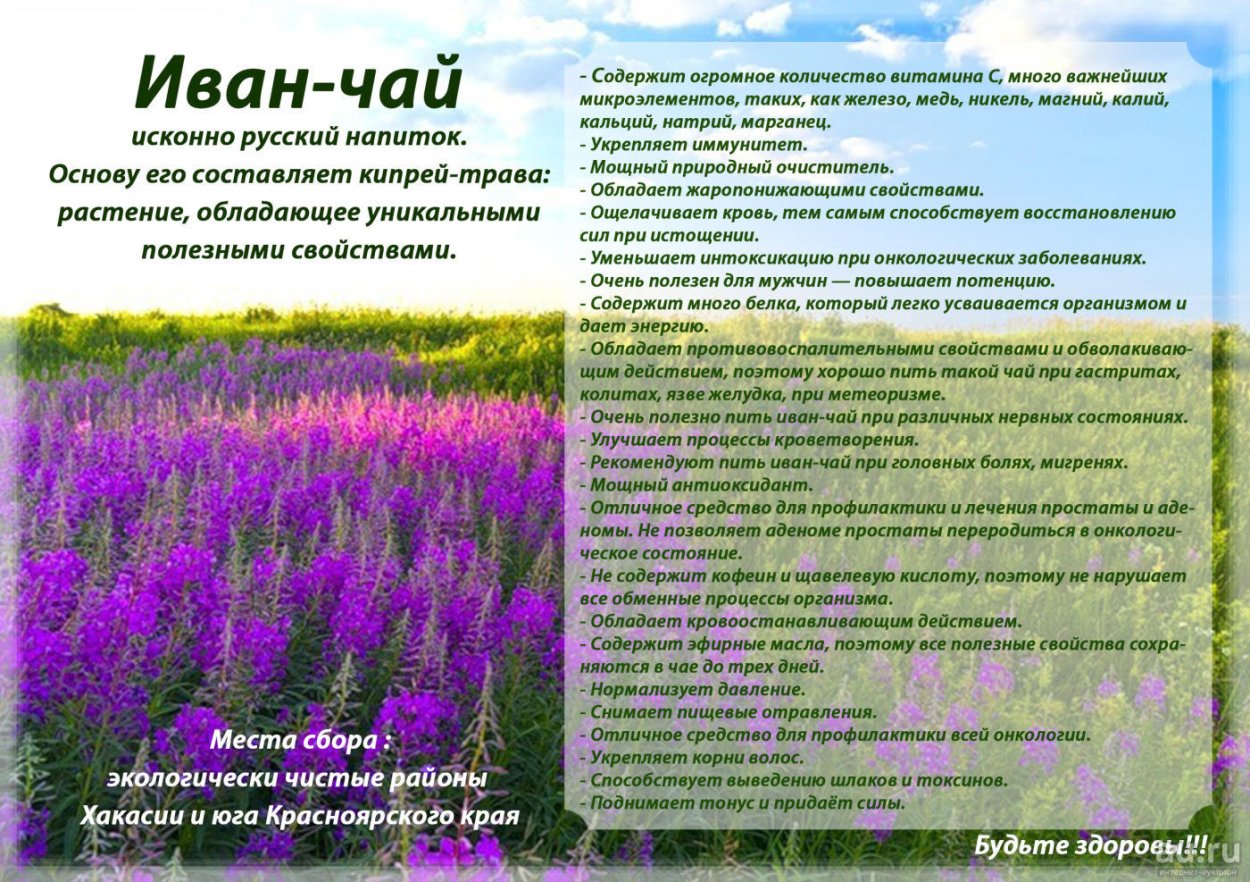 Кипрей Иван чай целебные свойства