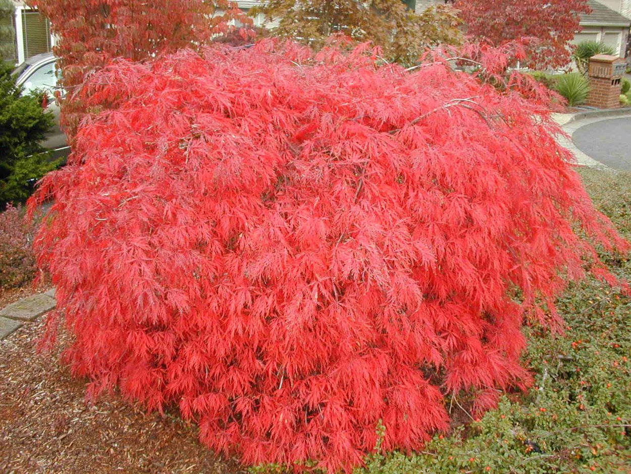 Acer palmatum dissectum