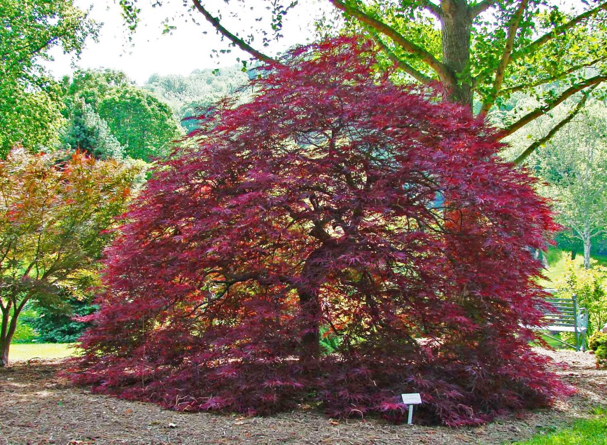 Клен красный Burgundy Belle
