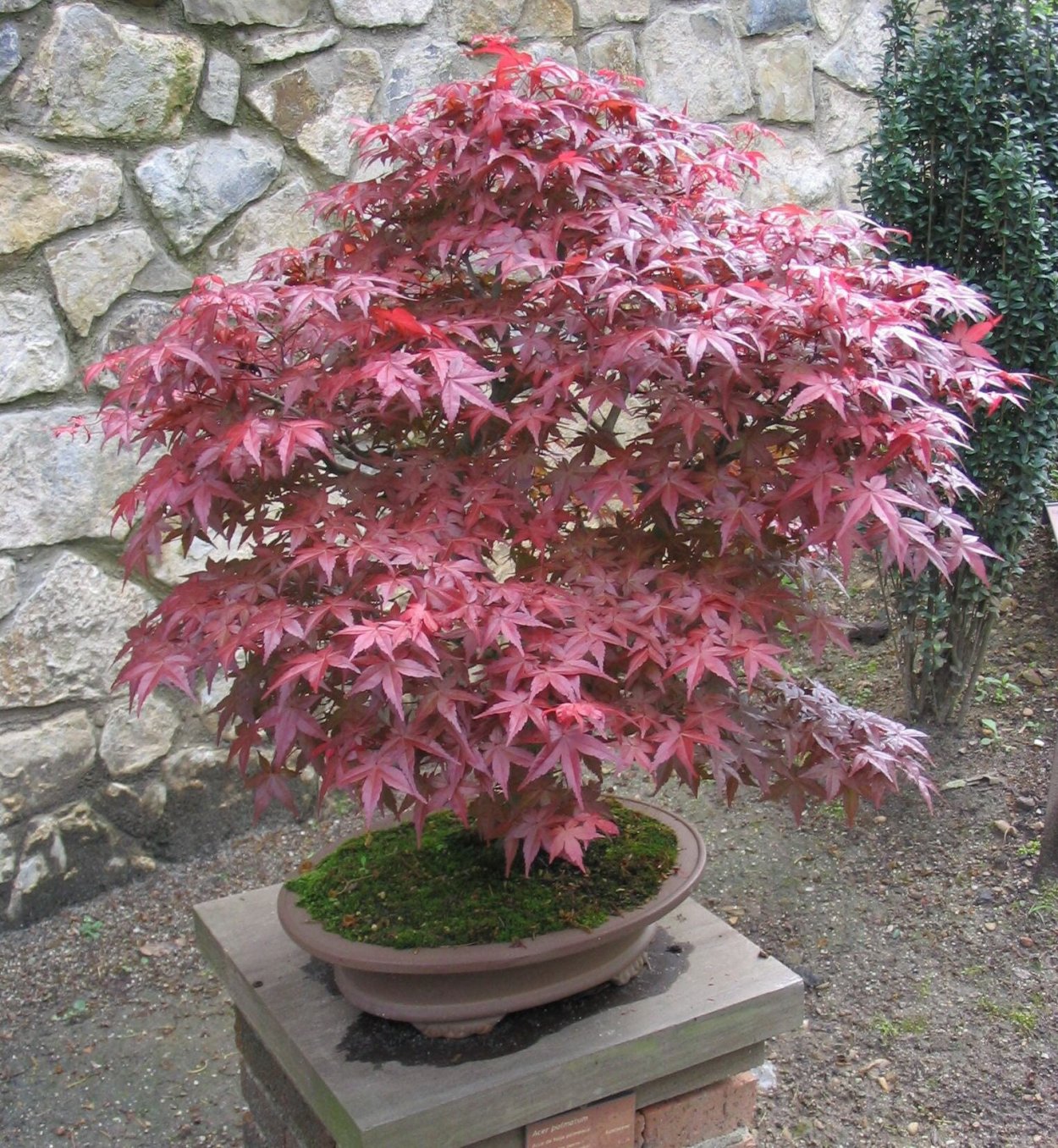 Acer palmatum Atropurpureum