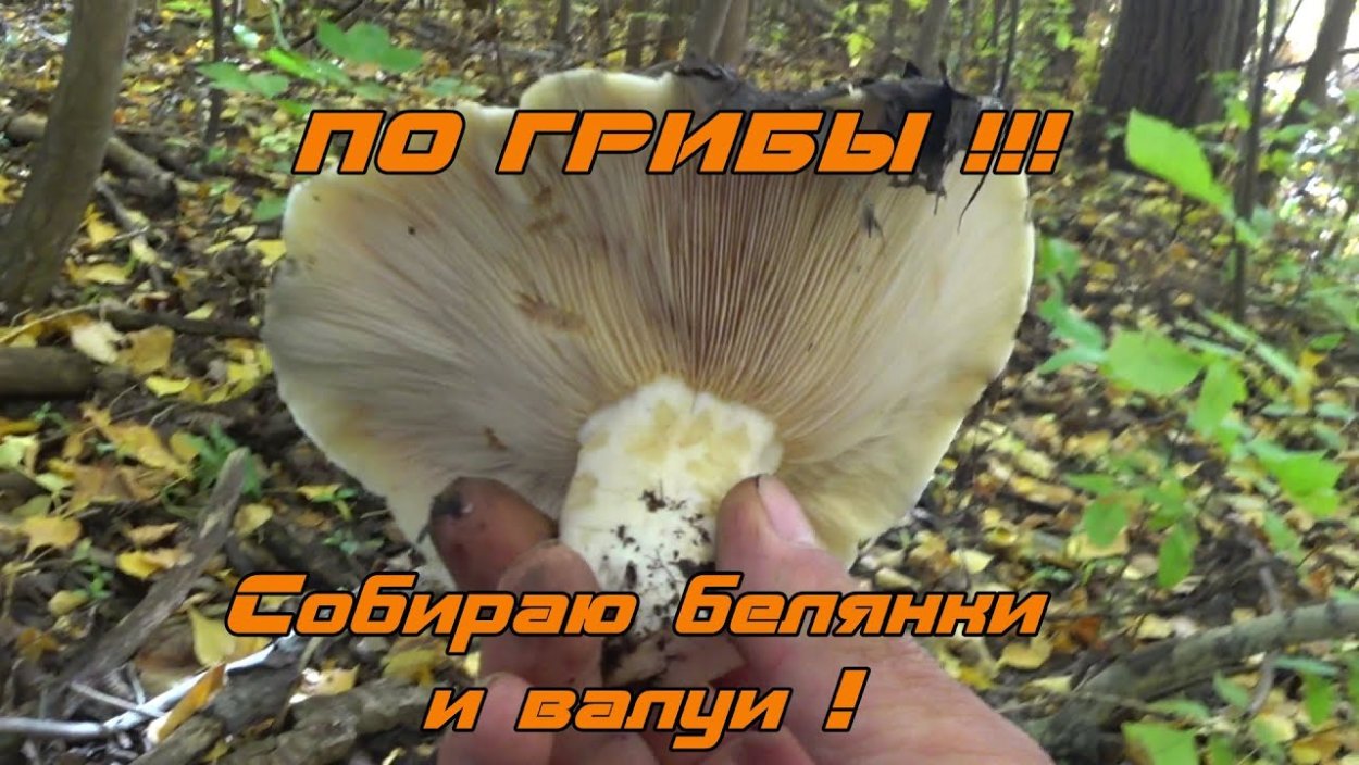 Волнушка Белянка